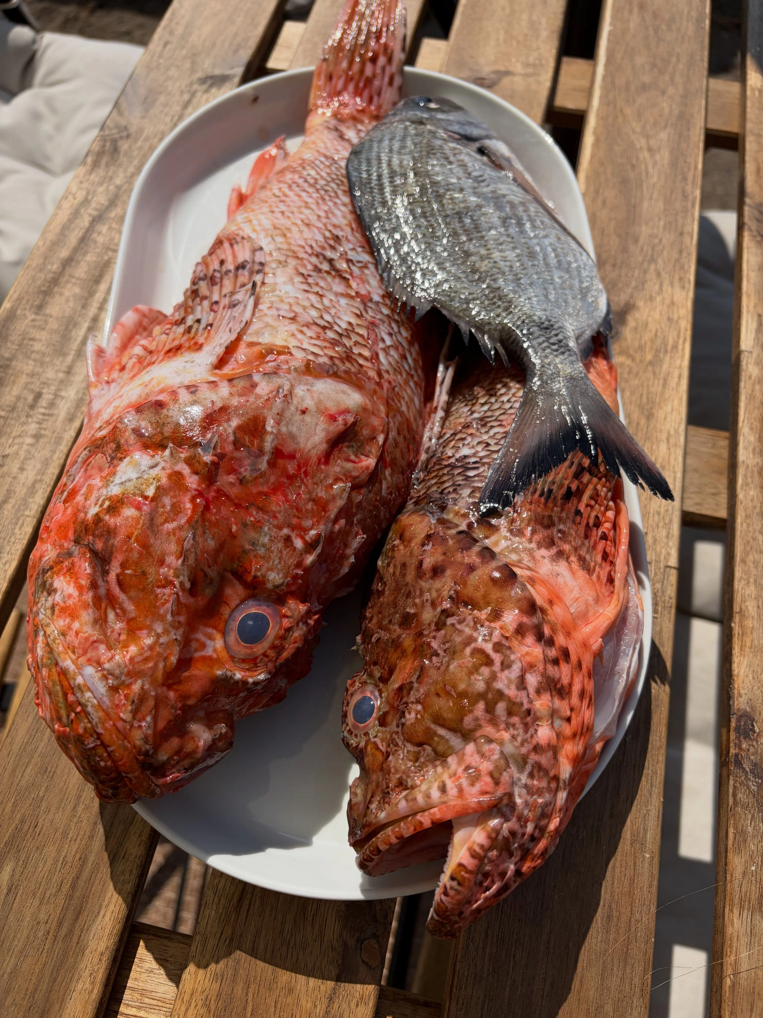 Poissons rouges et poisson argenté sur un plateau à L’Optimist