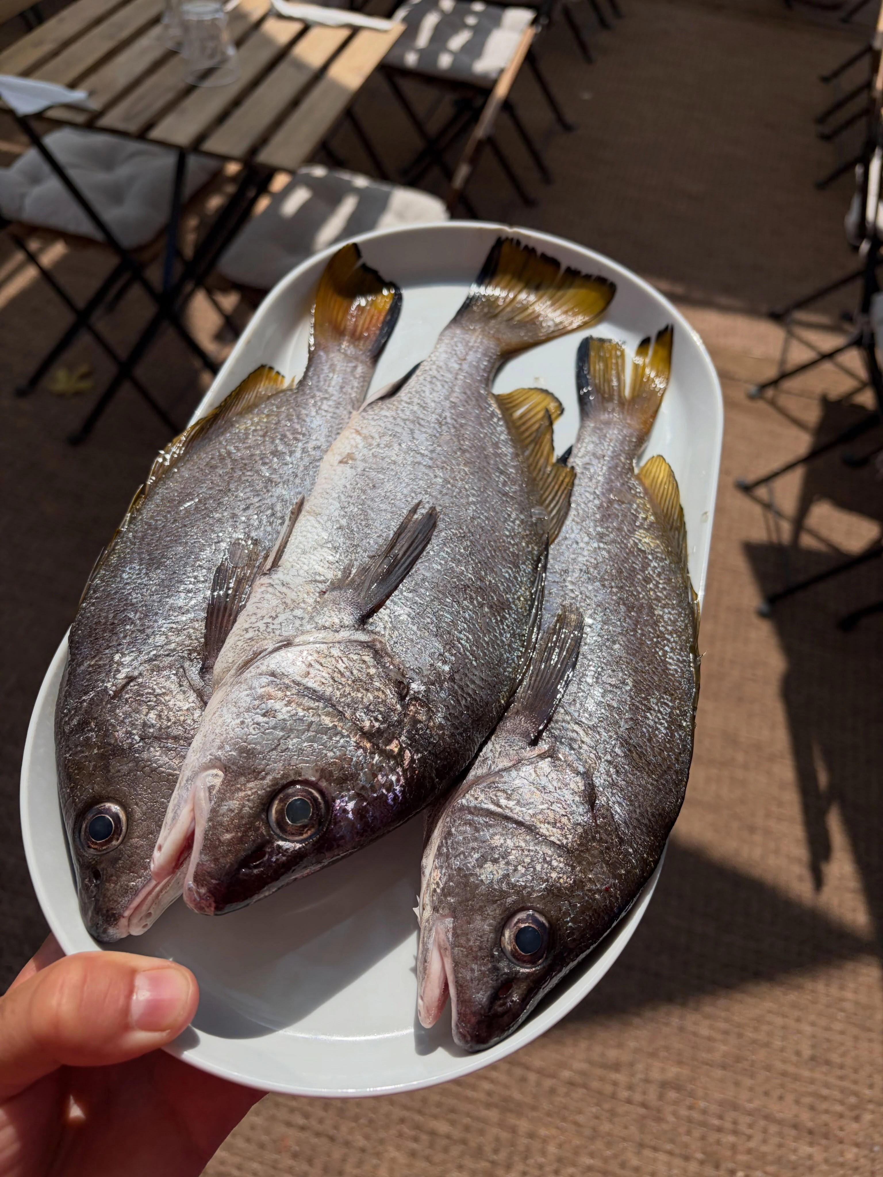 Poissons frais présentés sur un plateau blanc à la terrasse de L’Optimist