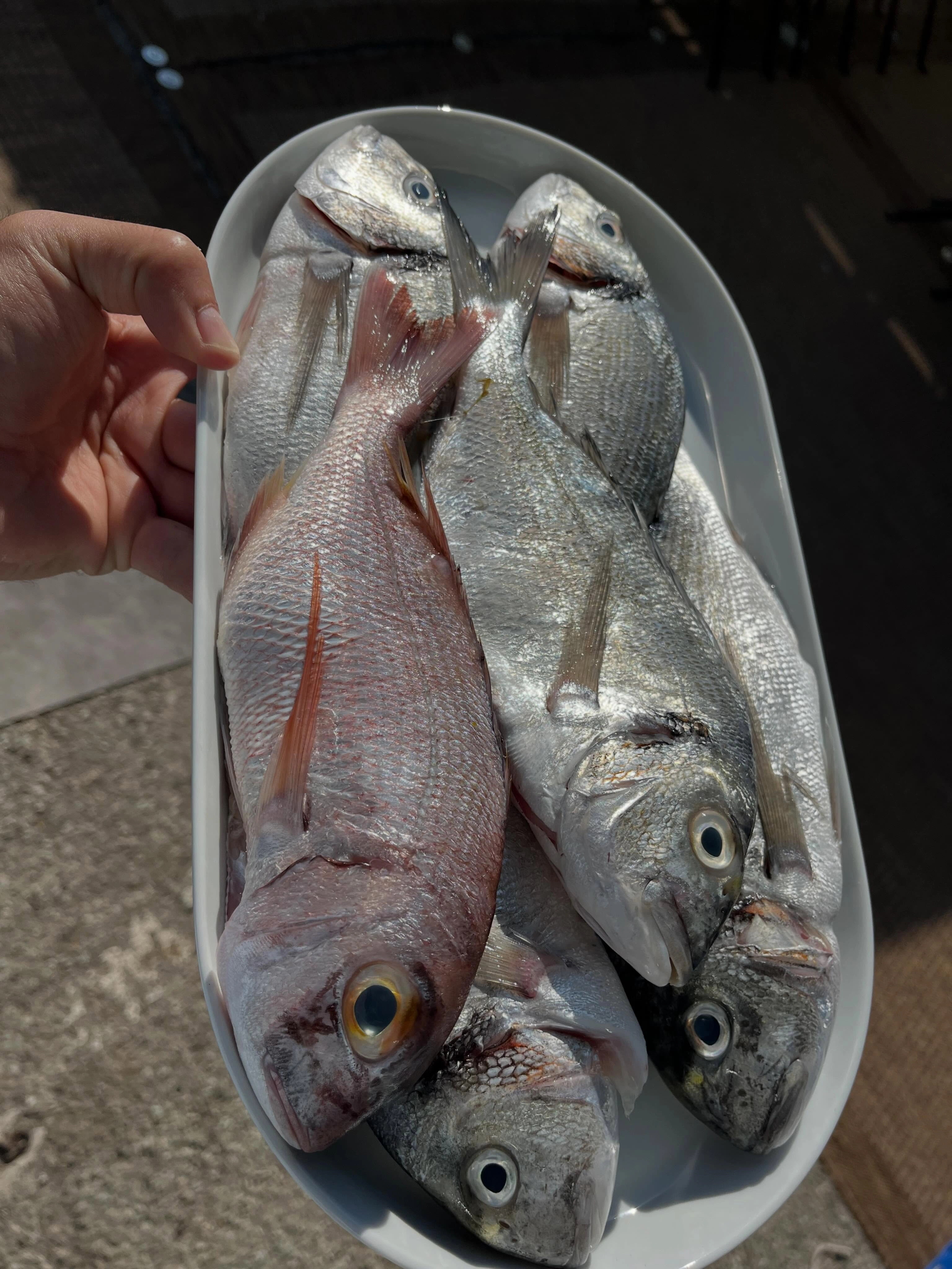 Plateau de poissons frais présenté à la main au restaurant